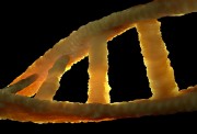 DNA - Rare Commons